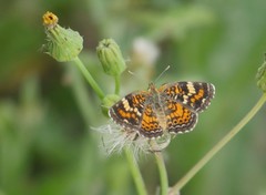 Phyciodes phaon phaon