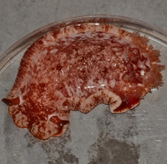 Hexabranchus sanguineus