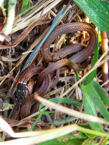 Photo of a Tantilla armillata (Tantilla armillata)