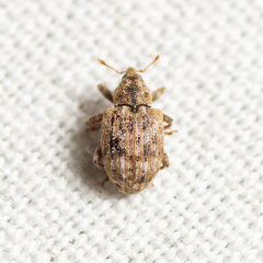 Conotrachelus recessus