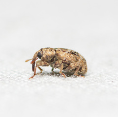 Conotrachelus recessus