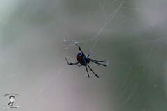 Leucauge sarawakensis