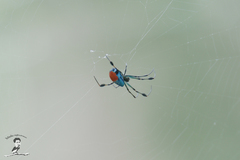 Leucauge sarawakensis
