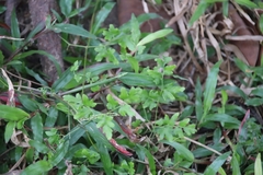 Lygodium japonicum