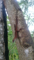 Anolis conspersus