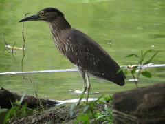 Nycticorax nycticorax