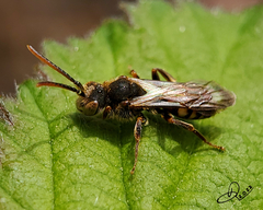 Nomada
