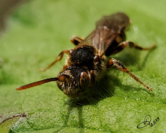 Nomada