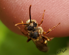 Nomada