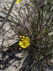 Crocanthemum aldersonii