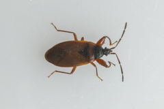 Gastrodes