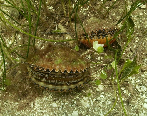 Atlantic Bay Scallop
