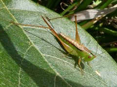 Conocephalus semivittatus