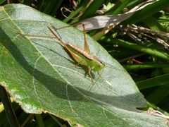 Conocephalus semivittatus