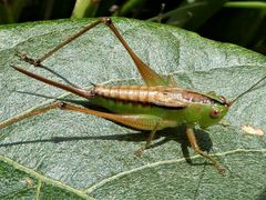 Conocephalus semivittatus