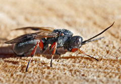 Chelonus inanitus