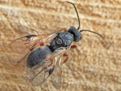 Chelonus inanitus