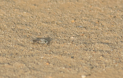 Laphystia