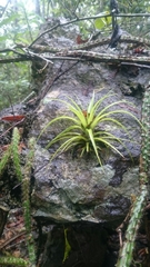 Tillandsia