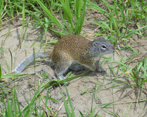 Franklin's Ground Squirrel, Sherwood No. 159, SK, Canada, photo 9 of 10
