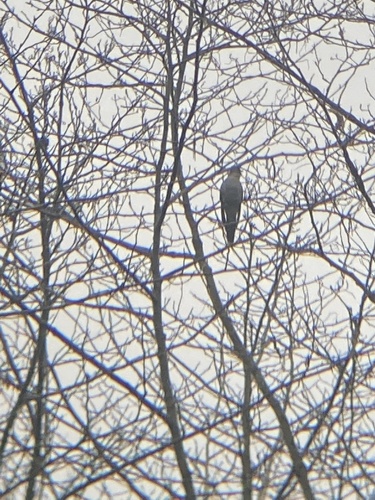 Himalayan Cuckoo (Cuculus saturatus), photo 4