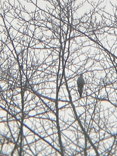 Himalayan Cuckoo (Cuculus saturatus), photo 5