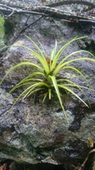 Tillandsia