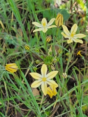 Triteleia ixioides