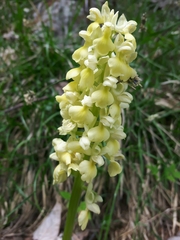Orchis pallens