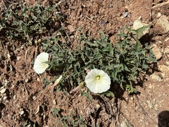 Calystegia collina oxyphylla