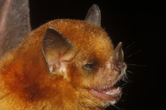 Sturnira parvidens