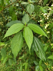 Oreocnide