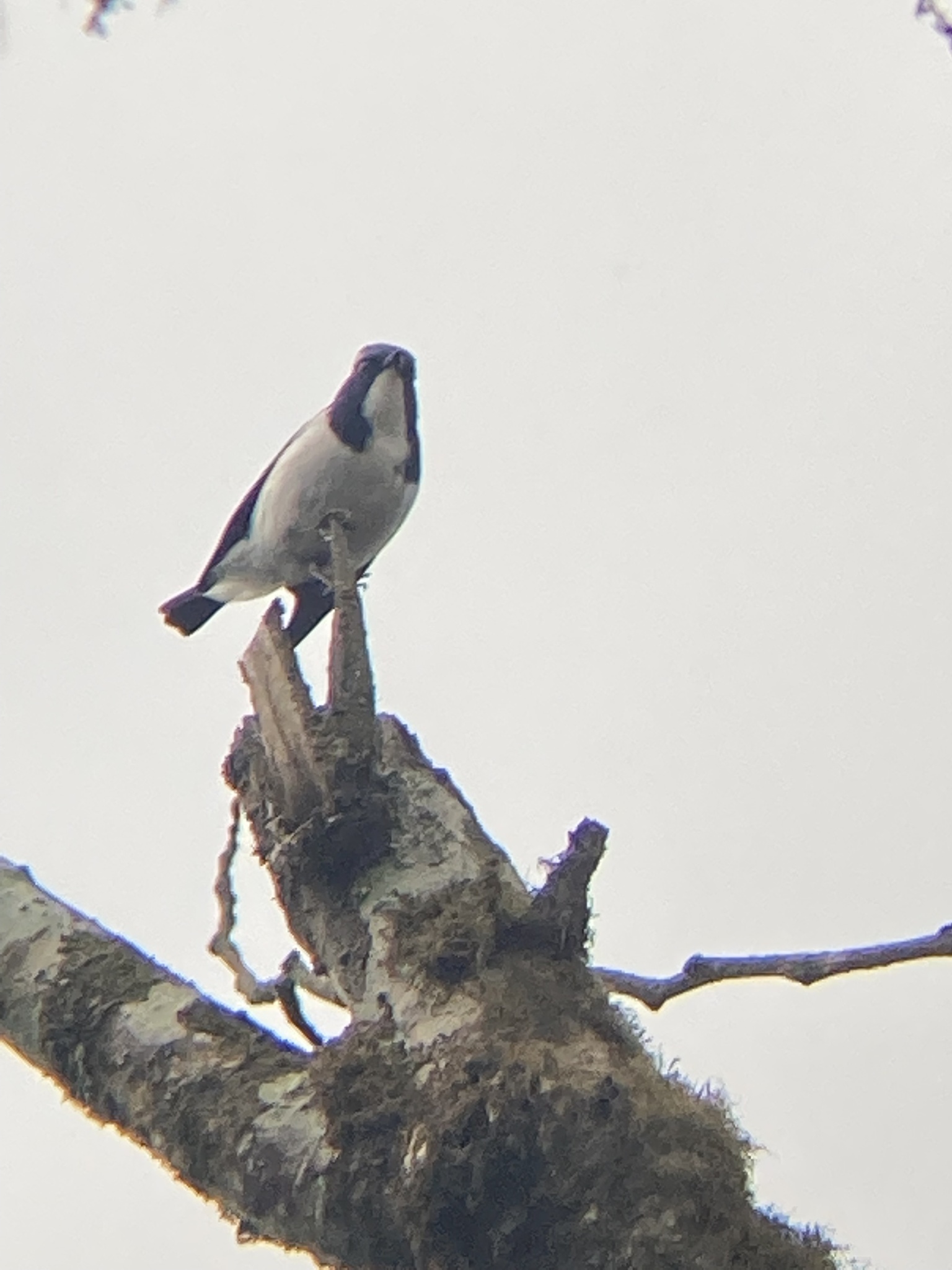 Ultramarine Flycatcher