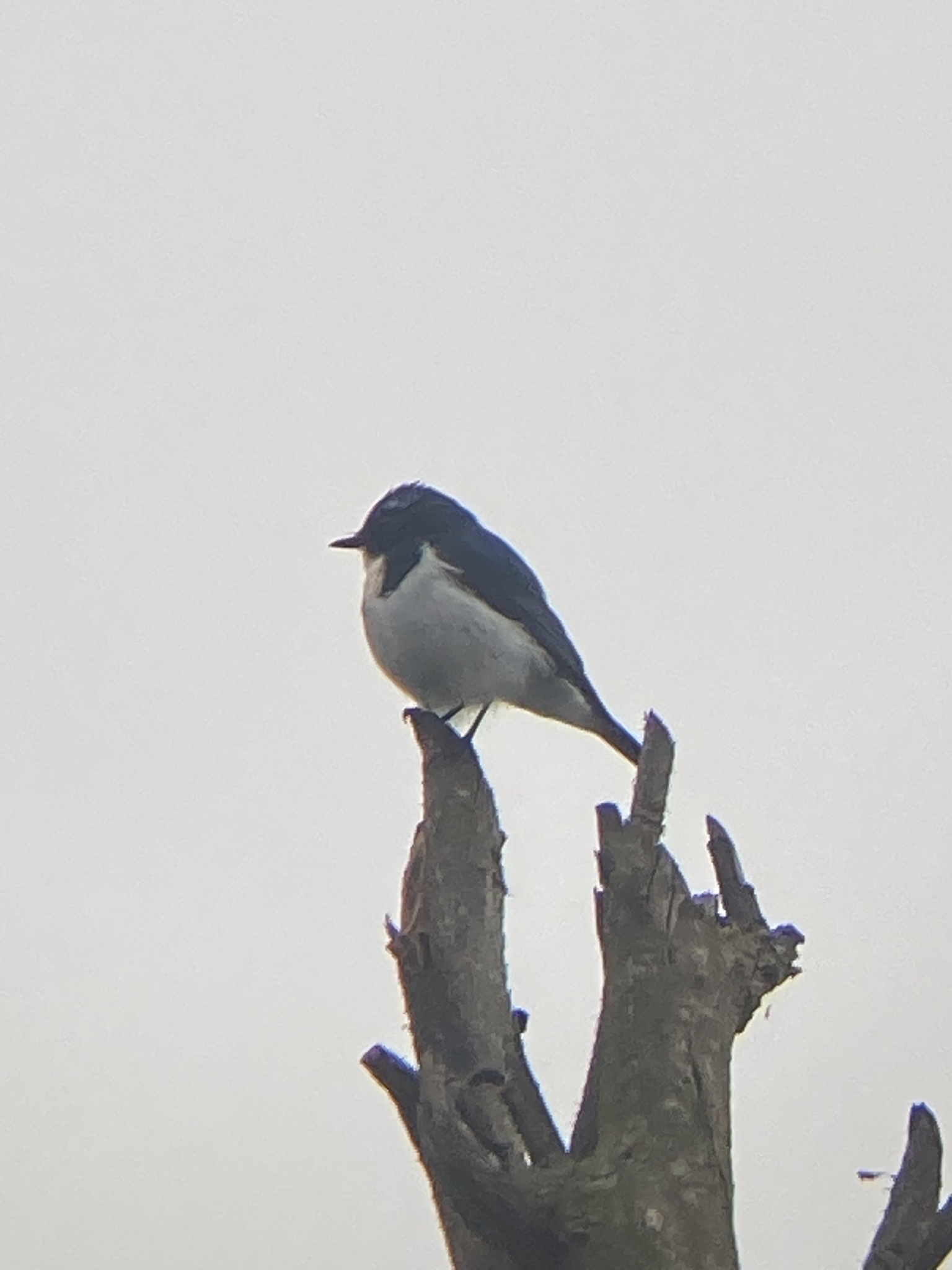 Ultramarine Flycatcher