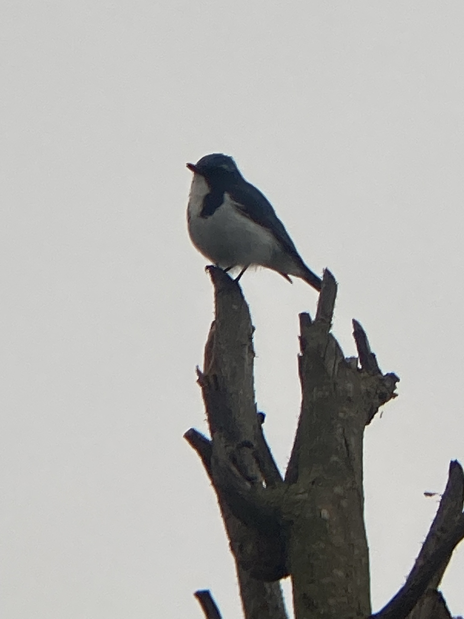 Ultramarine Flycatcher