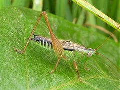 Conocephalus semivittatus