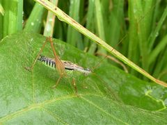 Conocephalus semivittatus