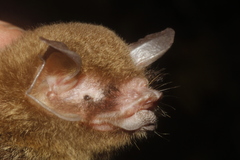 Pteronotus