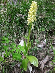 Orchis pallens