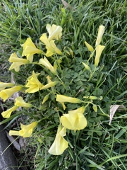 Oxalis pes-caprae