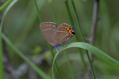 Satyrium pruni