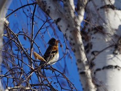 Fringilla montifringilla