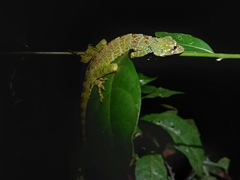 Anolis princeps