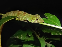 Anolis princeps