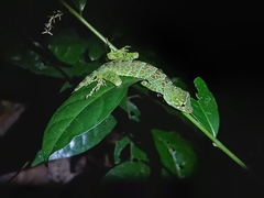 Anolis princeps