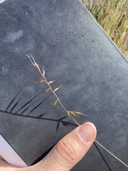 Festuca microstachys