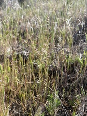 Festuca microstachys