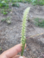 Cenchrus caliculatus