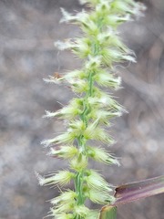 Cenchrus caliculatus