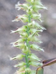 Cenchrus caliculatus